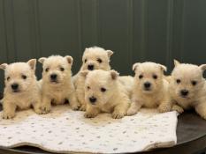 Magnifiques chiots west highland white terrier lof  rserver