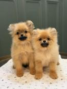 Magnifiques chiots spitz nains pomeraniens inscrit au lof