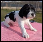 A rserver chiots english springer spaniel lof. parents tests.