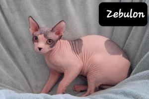 Chaton mle sphynx