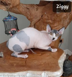 Chaton mle sphynx