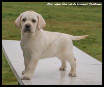 A rserver chiots labrador retriever lof.  a natre. parents tests.