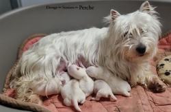 Naissance de 5 westie