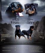 Chiots rottweiler lof a reserver