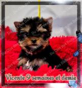 Magnifique chiots yorkshire terrier lof