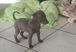 Chiot petit levrier italien