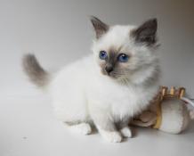 Chaton sacrs de birmanie loof