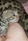 Atsushi mle bengal loof  rserver