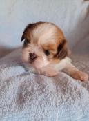 Chiots shih tzu lof