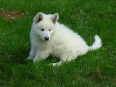 Chiots berger blanc suisse lof  rserver