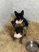 Lot reproducteurs bouledogue fr