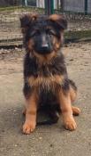 Beaux chiots femelles berger allemand poils longs lof