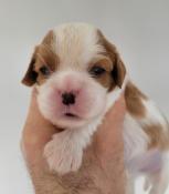 Chiots cavalier king charles lof