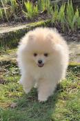 Spitz allemand / pomranian