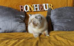 Exotic shorthair loof (persan  poils courts)