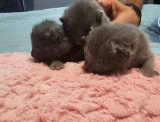 A rserver trois chatons chartreux