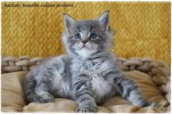 Chaton maine coon loof