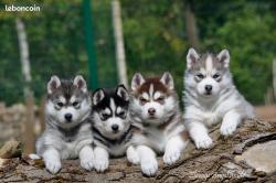 Superbes chiots husky lof, parents tests