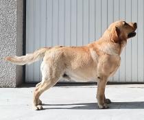 Chien labrador 3 ans