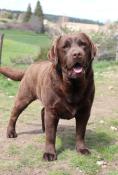 Chien labrador 3 ans