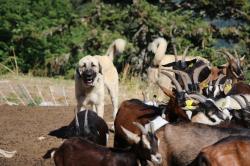 Chiots kangal pour la protection des troupeaux