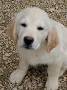 Magnifique petit golden retriever lof disponible