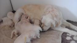 Chiots golden retriever lof  rserver