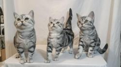 Vends american shorthair