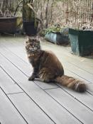 Chatons maine coon loof entiers dispo de suite proche paris