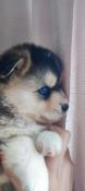 Superbes pomsky f3+ embark bbs de champion apparence