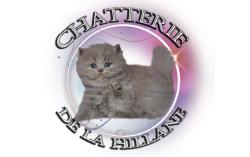 Chatons british loof , paiement 4x/livraison