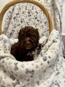 Lagotto romagnolo