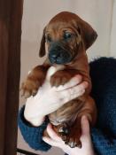 Naissances de 5 magnifiques rhodesian ridgeback le 20 janvier 2025