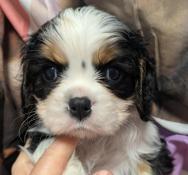 Magnifique portees de chiots tricolores lof