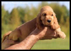 A rserver chiots cocker spaniel anglais lof. parents tests.