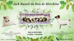 Chiots jack russell mles et femelles