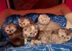 Chatons exotics et persans  rserver