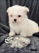 Disponible,vanou,superbe mle bichon maltais, petit modle, lof