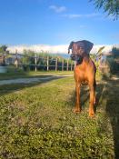 Rhodesian ridgeback 'of wonderful paws'