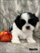 A rserver, apache, superbe mle shih tzu, noir et blanc, lof