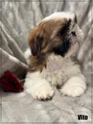 Disponible, vito, superbe mle shih tzu ,fauve et blanc, lof