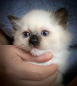 Chatons ragdol seal point et mitted  et blue point