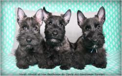 Trs beaux chiots scottish terrier  rserver