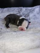 Chiot boston terrier lof