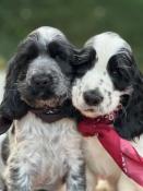 Chiots cocker anglais lof