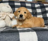 Chiots golden retriever lof