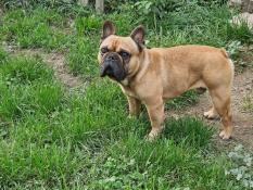 Bouledogue francais castr lof