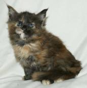 Chaton maine coon black tortie