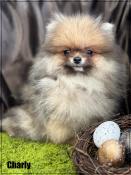 Disponible,charly,sublime mle apparence spitz nain pomranien