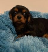 Chiot cavalier king charles noir/feu